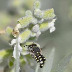 Anthidium maculosum