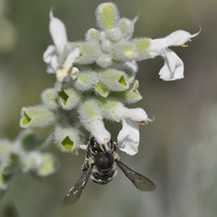 Anthidium maculosum