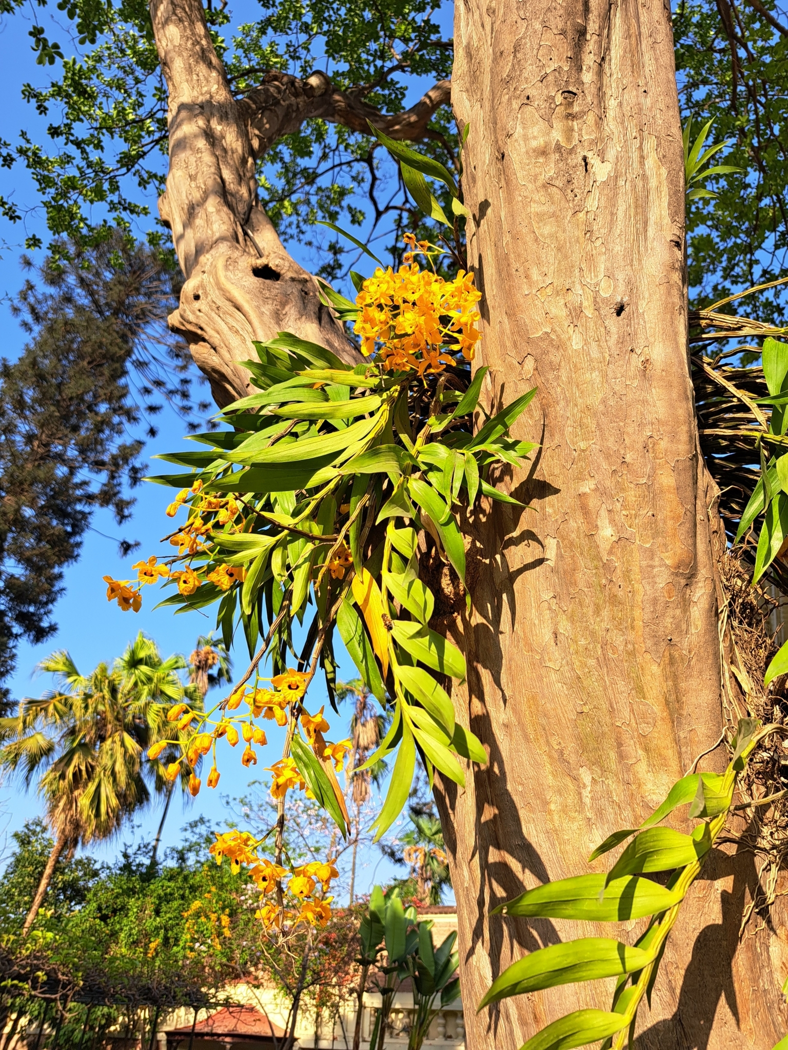 Imagem de dendrobium