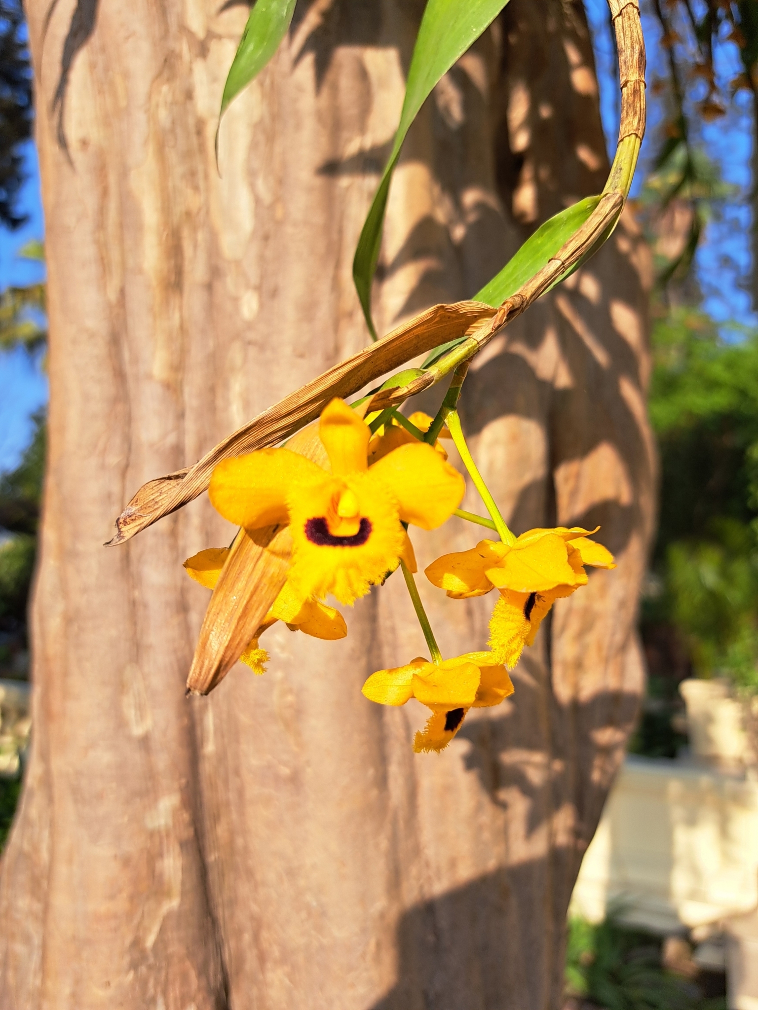 Imagem de dendrobium
