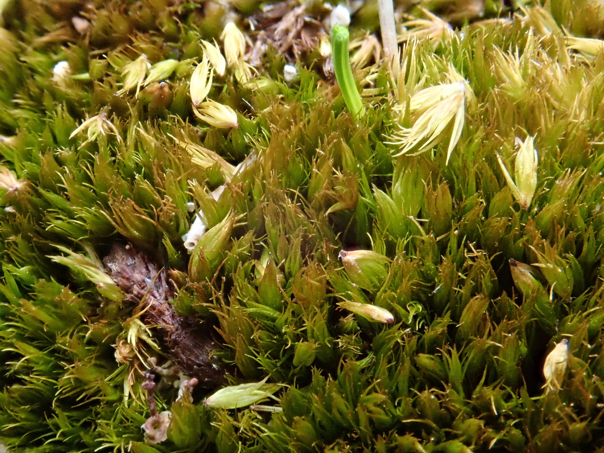 Campylopus subulatus