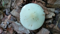 Amanita aestivalis