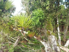 Veronica flavida
