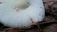 Amanita aestivalis