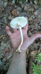 Amanita aestivalis