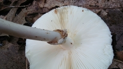 Amanita aestivalis