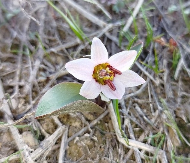 Fritillaria stenanthera; photograph (c) Igor Karyakin, some rights reserved (CC BY)