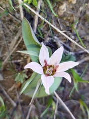 (c) Igor Karyakin, some rights reserved (CC BY) Fritillaria stenanthera, photograph (c) Igor Karyakin, some rights reserved (CC BY)