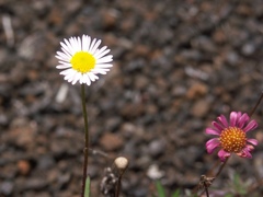 Erigeron karvinskianus image