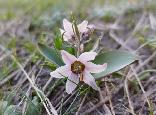 Fritillaria stenanthera, photograph 3