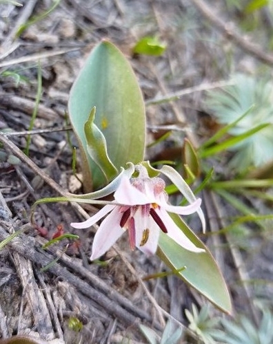 Fritillaria stenanthera, photograph 4