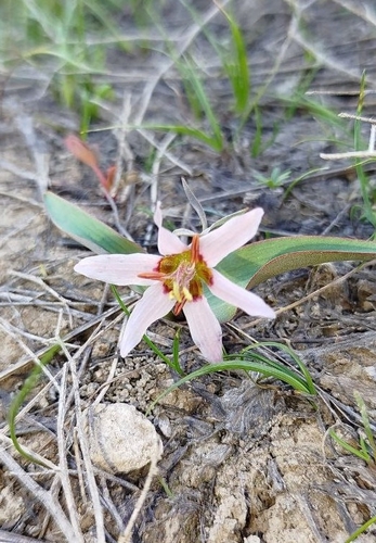 Fritillaria stenanthera, photograph 5