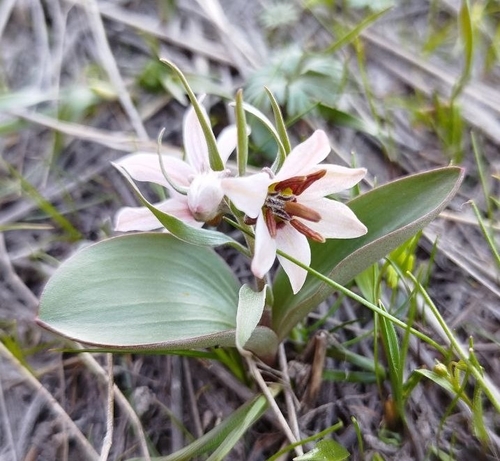 Fritillaria stenanthera, photograph 6