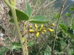 Coulteria pringlei