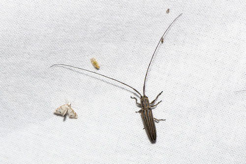 Pothyne septemvittipennis, 2025-04-13