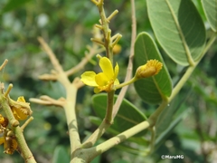 Coulteria pringlei