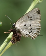 Parrhasius polibetes