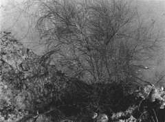 Black Coral