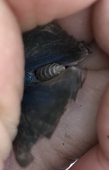 Parrhasius polibetes