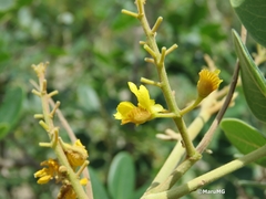 Coulteria pringlei