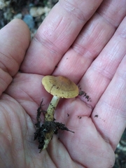 Cortinarius olivaceoluteus