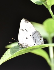 Parrhasius polibetes