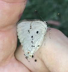 Parrhasius polibetes