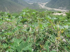 Coulteria pringlei