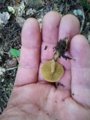 Cortinarius olivaceoluteus