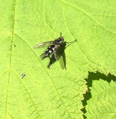 Uramya halisidotae