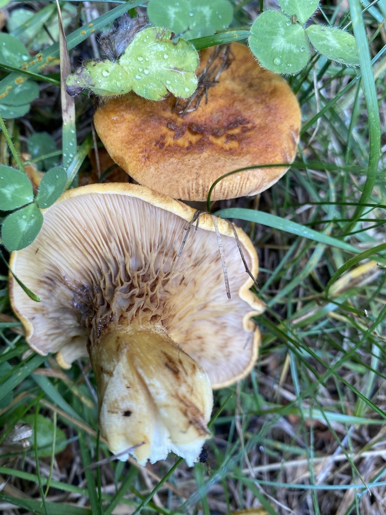 Austropaxillus statuum · April 2025 · photo: © tutitah (iNaturalist, cc0)