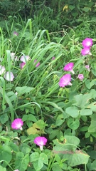 Ipomoea orizabensis novogaliciana