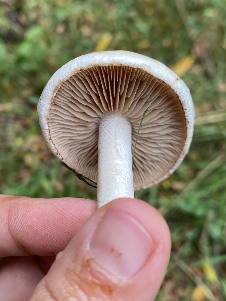 Hebeloma crustuliniforme · April 2025 · photo: © tutitah (iNaturalist, cc0)