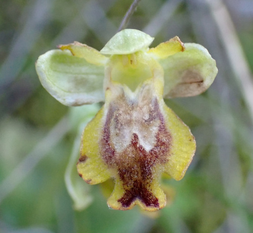Image of Ophrys sicula by (c) Thomas Gyselinck, some rights reserved (CC BY)
