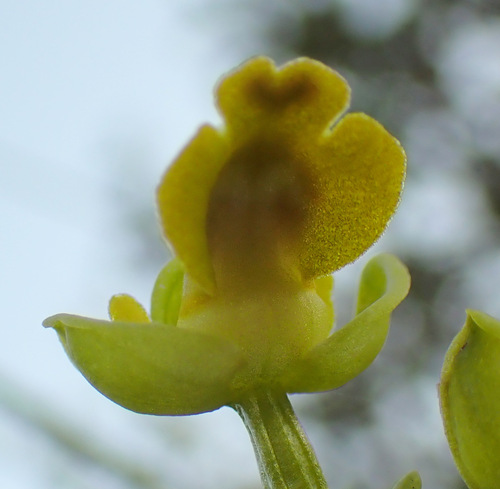 Image of Ophrys sicula by (c) Thomas Gyselinck, some rights reserved (CC BY)