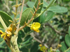 Coulteria pringlei