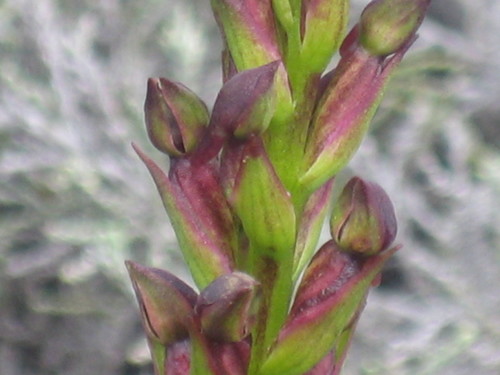 Réunion Monadisa (Disa borbonica)