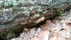 Dentipellis fragilis