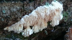 Dentipellis fragilis