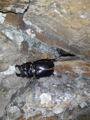 Lucanus barbarossa