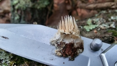 Dentipellis fragilis