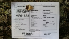 Dentipellis fragilis