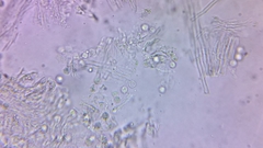 Dentipellis fragilis