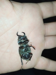 Lucanus barbarossa