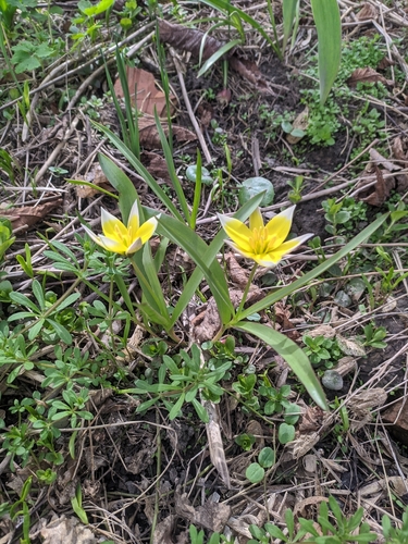 Image of Tulipa tarda by (c) Petro Miroshnyk, some rights reserved (CC BY)