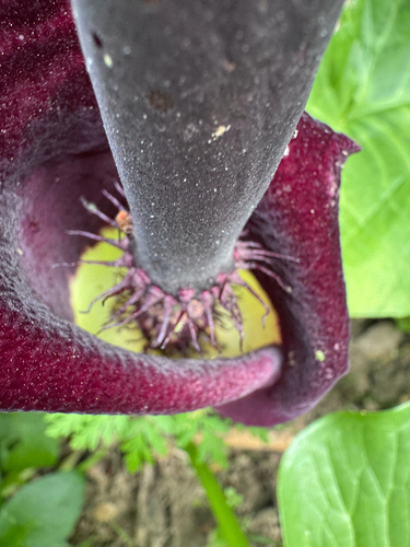 Arum palaestinum, photograph 3