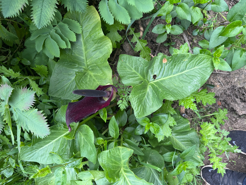 Arum palaestinum, photograph 5