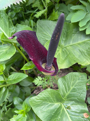 Arum palaestinum, photograph (c) Mark Wagner, some rights reserved (CC BY)