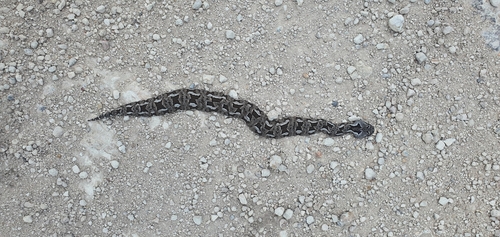 Albany Adder