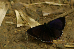 Heliophorus